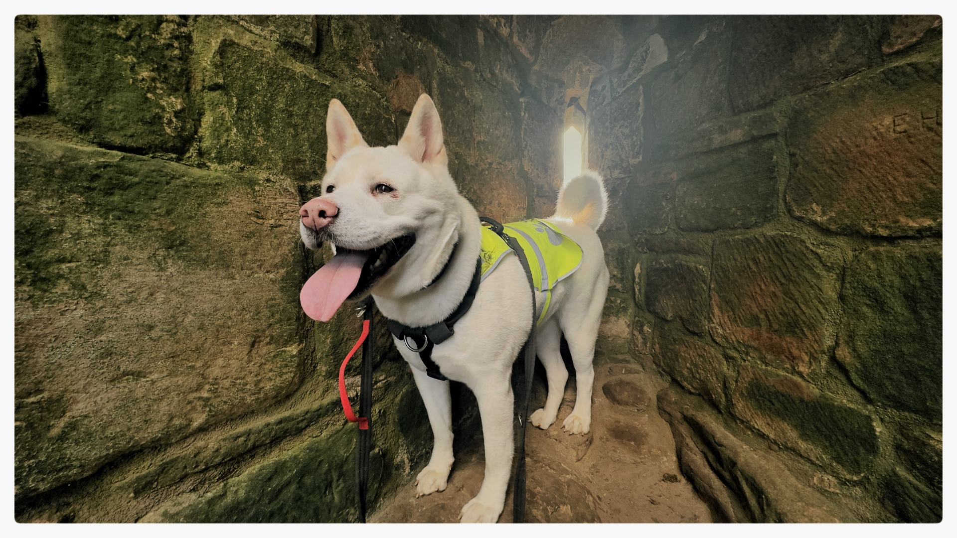 This is Kimie our Japanese Akita, she's 6 years old and is a community support dog for veterans.
